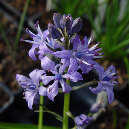 Scilla riverchanii